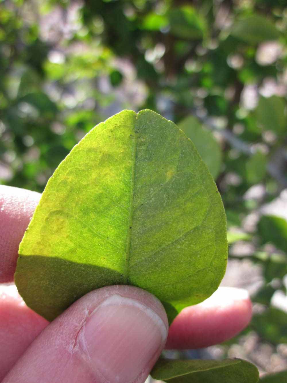              Margin (Winter Haven, FL)       